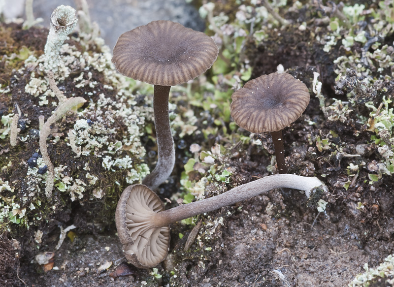 Omphalina velutipes